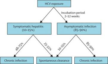 Diagram - possible outcomes of HCV