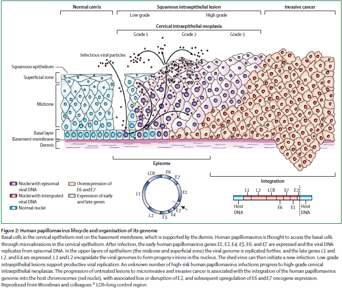Figure 2: Human papillomavirus lifecycle and organization of its genome.