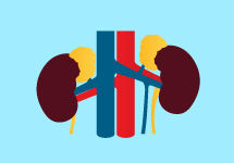 illustration of two human kidneys on screen