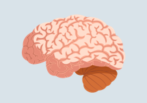 illustration of brain from side