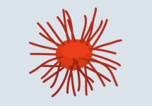 prostate cancer cell