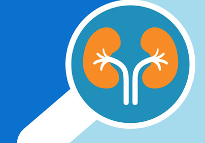 icon illustration of two kidneys
