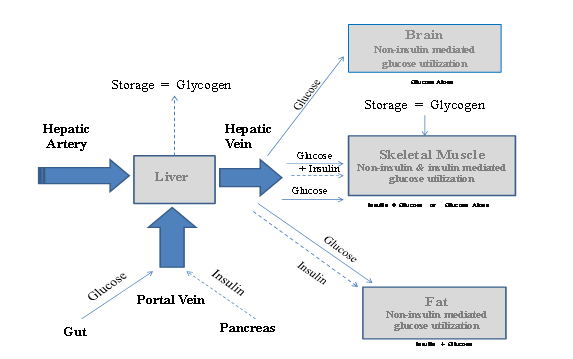 Insulin-Glucose Pictorial