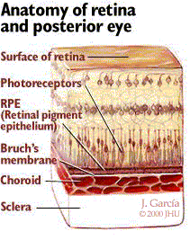 Anatomy of retina and posterior eye