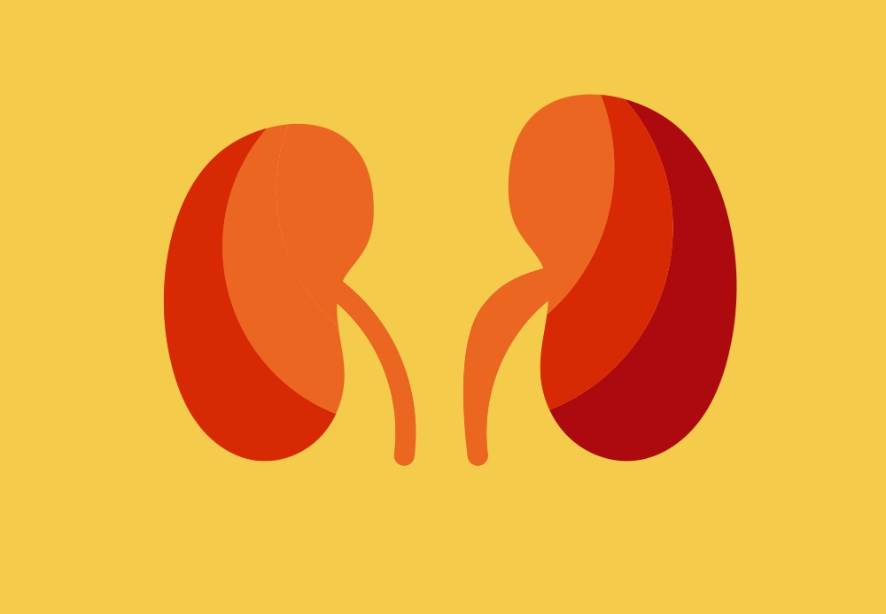 A graphic of a pair of red kidneys on a yellow background